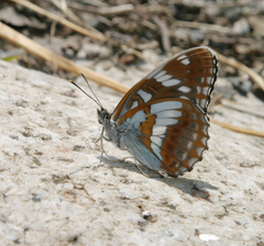 Limenitis helmanni