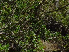 Leptasthenura aegithaloides