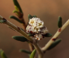 Spyridium microcephalum