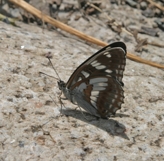 Limenitis helmanni