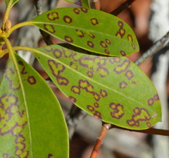 Mycosphaerella colorata