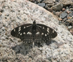 Limenitis helmanni