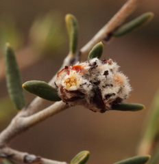 Spyridium microcephalum