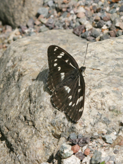 Limenitis helmanni