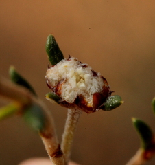 Spyridium microcephalum