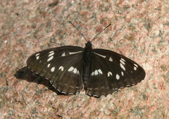 Limenitis helmanni