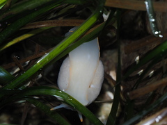 Limneria prolongata