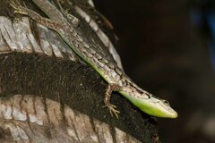 Green-Bellied Tree Skink photo 2