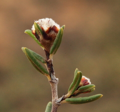 Spyridium microcephalum