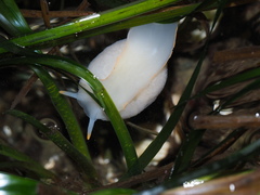Limneria prolongata