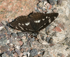 Limenitis helmanni