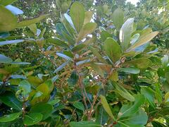 Planchonella cinerea