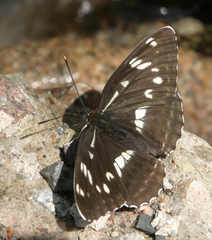 Limenitis helmanni