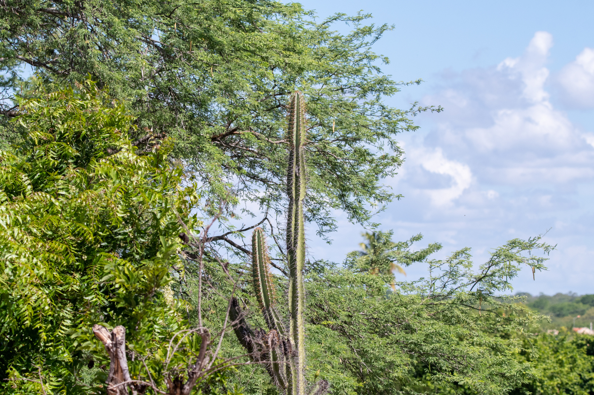 Cereus jamacaru