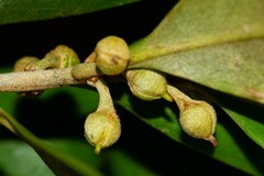 Planchonella cinerea