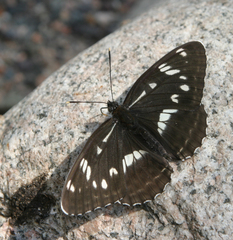 Limenitis helmanni