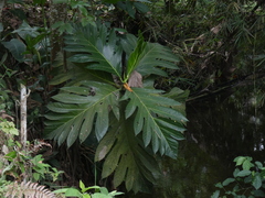 Artocarpus altilis