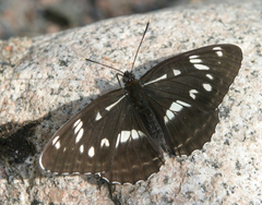 Limenitis helmanni