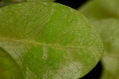 Planchonella cinerea