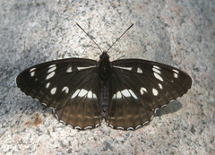 Limenitis helmanni