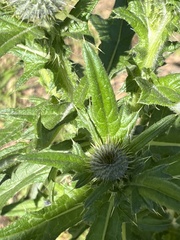 Cirsium vulgare