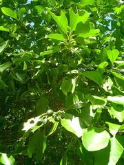 Elaeodendron curtipendulum
