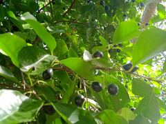 Elaeodendron curtipendulum