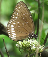 Euploea klugii kollari