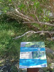 Myoporum crassifolium