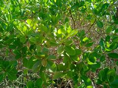 Myoporum crassifolium