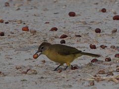 Chlorocichla flaviventris