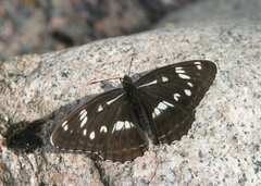 Limenitis helmanni