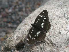 Limenitis helmanni