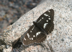 Limenitis helmanni