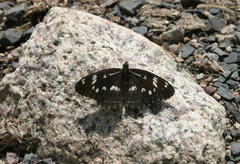 Limenitis helmanni
