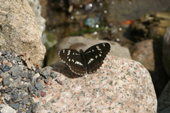 Limenitis helmanni