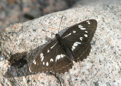 Limenitis helmanni