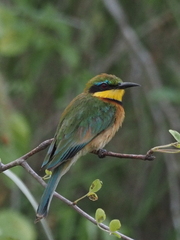 Merops pusillus