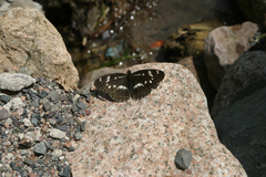 Limenitis helmanni