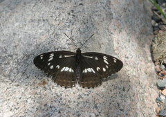 Limenitis helmanni