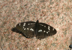Limenitis helmanni