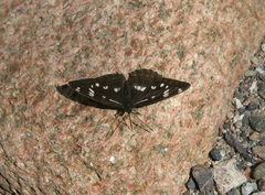 Limenitis helmanni