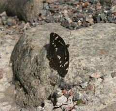 Limenitis helmanni