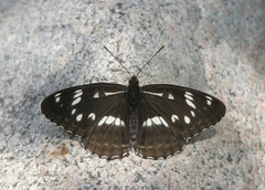 Limenitis helmanni
