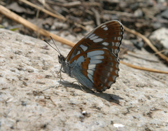 Limenitis helmanni