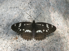 Limenitis helmanni