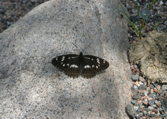 Limenitis helmanni