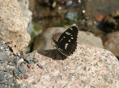 Limenitis helmanni