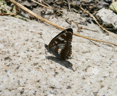 Limenitis helmanni