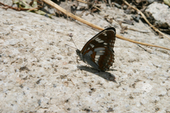 Limenitis helmanni